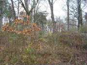 greenville1122285val1.jpg